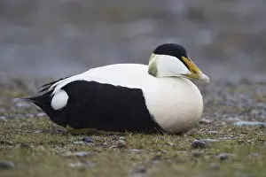 Images Dated 1st June 2017: Common Eider