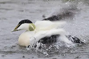 Images Dated 1st June 2017: Common Eider
