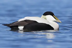 Drake Prints: Common Eider