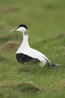 Images Dated 1st June 2017: Common Eider