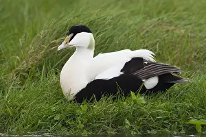 Images Dated 1st June 2017: Common Eider