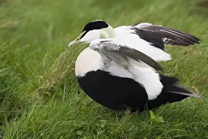 Images Dated 1st June 2017: Common Eider