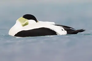 Bill Prints: Common Eider