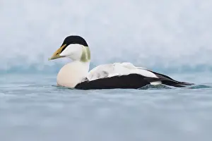Bill Prints: Common Eider