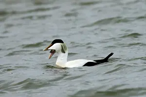 Images Dated 12th June 2014: Common Eider, Eider, Somateria mollissima