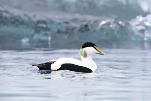 Somateria Prints: Common Eider, Somateria mollissima borealis