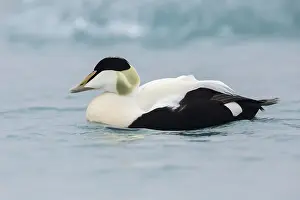Somateria Prints: Common Eider, Somateria mollissima borealis