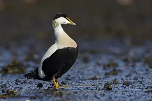 Somateria Prints: Common Eider, Somateria mollissima borealis