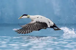 Somateria Prints: Common Eider, Somateria mollissima borealis