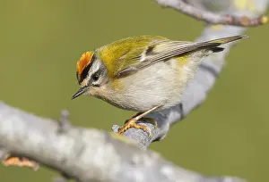 Images Dated 19th December 2020: Common Firecrest, Regulus ignicapilla