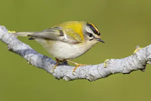Images Dated 19th December 2020: Common Firecrest, Regulus ignicapilla