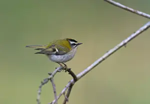Images Dated 27th March 2020: Common Firecrest;Regulus ignicapilla