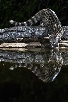Common Genet, Genetta genetta common genet genetta genetta
