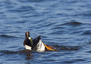 Images Dated 15th February 2008: Common Goldeneye, Bucephala clangula