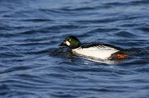 Images Dated 15th February 2008: Common Goldeneye, Bucephala clangula