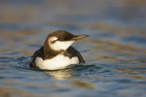 Images Dated 9th December 2015: Common Guillemot, Uria aalge