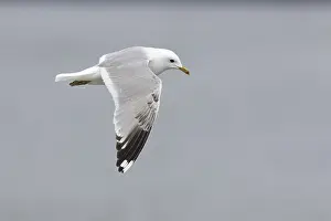 Images Dated 26th May 2022: Common Gull, Larus canus