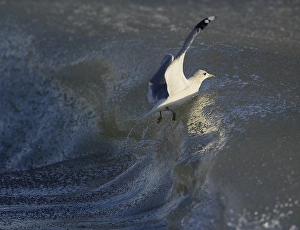 2002 Prints: Common Gull, Stormmeeuw, Larus canus