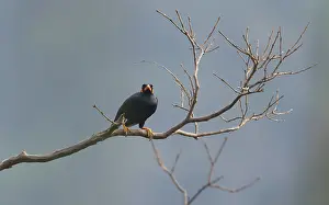 2012 Prints: Common Hill Myna, Gracula religiosa