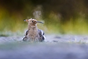 Images Dated 3rd August 2021: Common Hoopoe, Upupa epops