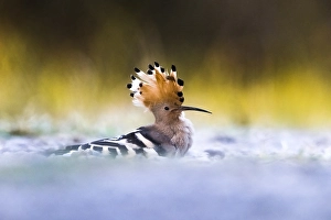 Images Dated 3rd August 2021: Common Hoopoe, Upupa epops