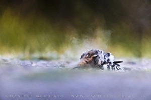 Images Dated 3rd August 2021: Common Hoopoe, Upupa epops