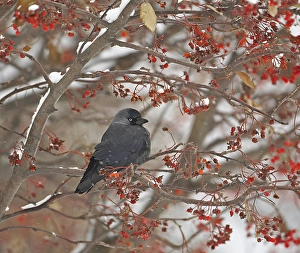 2002 Prints: Common Jackdaw, Kauw, Corvus monedula