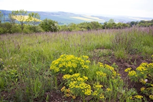 Images Dated 17th May 2019: Common Juniper; Juniperus communis;