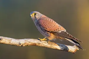 Images Dated 17th December 2015: Common Kestrel