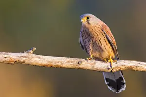 Images Dated 17th December 2015: Common Kestrel