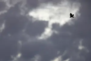 Silhouette Prints: Common Kestrel; Falco tinnunculus;