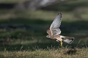 Take Off Prints: Common Kestrel, Falco tinnunculus