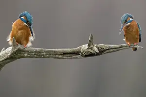 2019 Prints: Common Kingfisher, Alcedo atthis