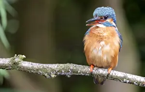Images Dated 29th June 2020: Common Kingfisher, Alcedo atthis