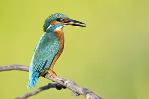 2023 Prints: Common Kingfisher, Alcedo atthis