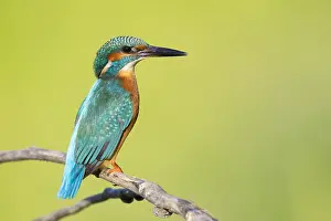 2023 Prints: Common Kingfisher, Alcedo atthis