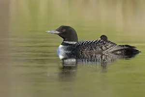 Images Dated 5th June 2015: Common Loon, Gavia immer