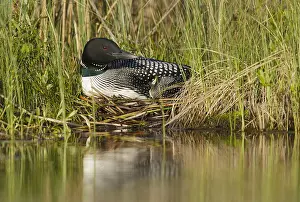 Images Dated 5th June 2015: Common Loon, Gavia immer