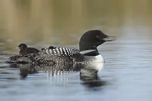 Images Dated 5th June 2015: Common Loon, Gavia immer