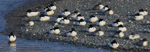 Images Dated 25th May 2016: Common Merganser