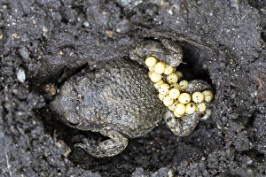 Images Dated 24th May 2023: Common Midwife Toad, Alytes obstetricans