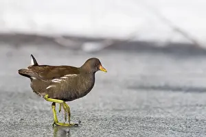 2021 Prints: Common Moorhen, Gallinula chloropus