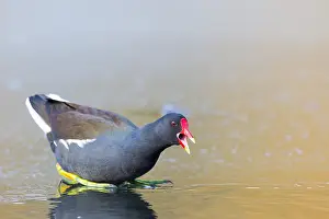 2021 Prints: Common Moorhen, Gallinula chloropus