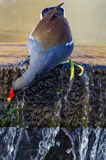 2021 Prints: Common Moorhen, Gallinula chloropus