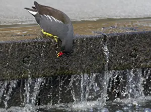 : Common Moorhen, Gallinula chloropus