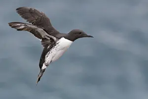 Images Dated 28th May 2016: Common Murre