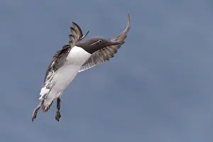 Images Dated 28th May 2016: Common Murre