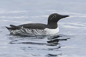 Images Dated 28th May 2016: Common Murre