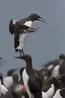 Images Dated 28th May 2016: Common Murre