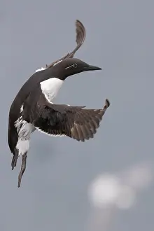 Images Dated 28th May 2016: Common Murre